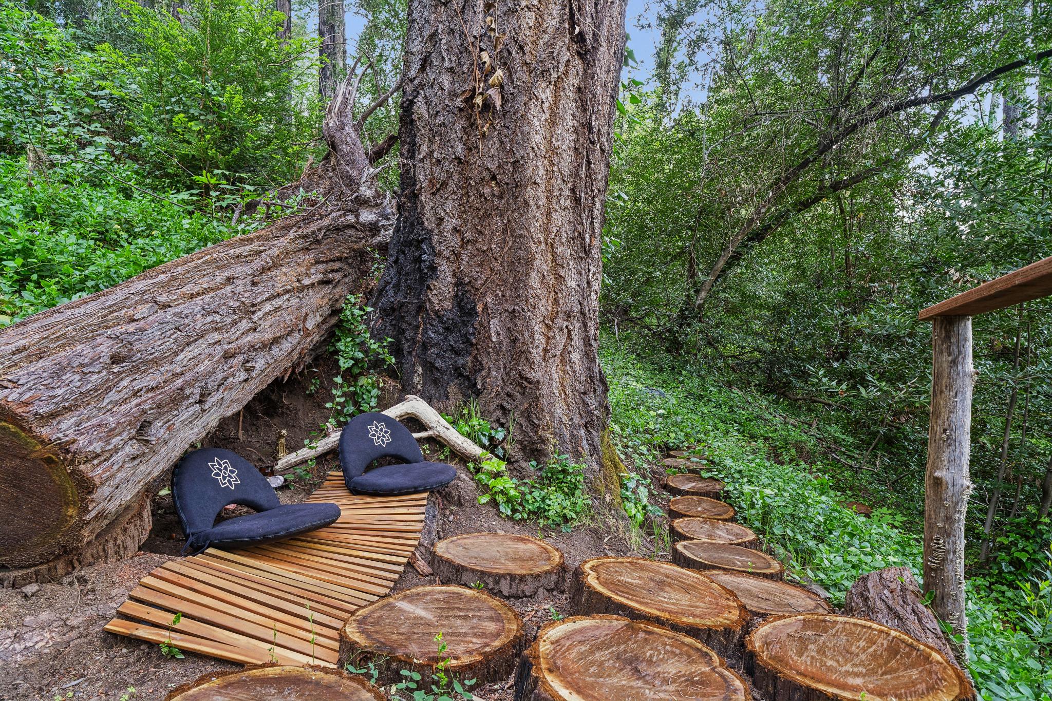 The redwood ashram — meditation among ancient trees
